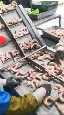 脫皮快的雞脖去皮機廠家